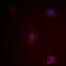 Ataxin 1 antibody, LS-B14568, Lifespan Biosciences, Immunofluorescence image 