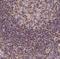 Mitochondrial Antiviral Signaling Protein antibody, NBP2-38613, Novus Biologicals, Immunohistochemistry paraffin image 