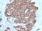 Trefoil Factor 1 antibody, GTX35101, GeneTex, Immunohistochemistry paraffin image 