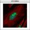 U3 small nucleolar RNA-associated protein 6 homolog antibody, GTX106004, GeneTex, Immunocytochemistry image 