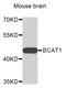 Branched Chain Amino Acid Transaminase 1 antibody, STJ22768, St John
