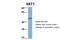 Vesicle Amine Transport 1 antibody, PA5-43777, Invitrogen Antibodies, Western Blot image 