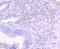 Lipocalin 2 antibody, NBP2-66935, Novus Biologicals, Immunohistochemistry paraffin image 