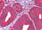 Pyruvate Kinase M1/2 antibody, MBS241592, MyBioSource, Immunohistochemistry frozen image 
