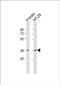 Olfactory Receptor Family 2 Subfamily T Member 7 antibody, PA5-49495, Invitrogen Antibodies, Western Blot image 