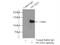 TSC22 Domain Family Member 2 antibody, 25418-1-AP, Proteintech Group, Immunoprecipitation image 