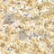 Serine Palmitoyltransferase Long Chain Base Subunit 1 antibody, A6750, ABclonal Technology, Immunohistochemistry paraffin image 