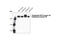 Myosin Heavy Chain 10 antibody, 3404S, Cell Signaling Technology, Western Blot image 