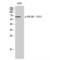 PDZ And LIM Domain 5 antibody, LS-C380815, Lifespan Biosciences, Western Blot image 