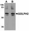 Golgi Membrane Protein 1 antibody, LS-B4616, Lifespan Biosciences, Western Blot image 