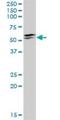 Iroquois Homeobox 3 antibody, H00079191-D01P, Novus Biologicals, Western Blot image 