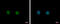 Chromosome 17 Open Reading Frame 49 antibody, GTX122496, GeneTex, Immunofluorescence image 