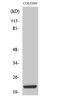 Baculoviral IAP Repeat Containing 7 antibody, STJ94147, St John