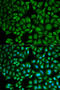 Cathepsin A antibody, STJ27454, St John