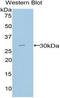 Macrophage Expressed 1 antibody, LS-C295252, Lifespan Biosciences, Western Blot image 