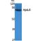 Apolipoprotein L6 antibody, LS-C386817, Lifespan Biosciences, Western Blot image 