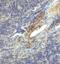 Lymphocyte Activating 3 antibody, SD8837, ProSci, Immunohistochemistry paraffin image 