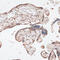 SAM Pointed Domain Containing ETS Transcription Factor antibody, 15-378, ProSci, Immunohistochemistry frozen image 