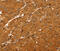 ATP Binding Cassette Subfamily C Member 9 antibody, MBS2521659, MyBioSource, Immunohistochemistry paraffin image 