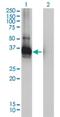 Low Density Lipoprotein Receptor Adaptor Protein 1 antibody, H00026119-M01, Novus Biologicals, Western Blot image 