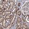 WWC Family Member 3 antibody, NBP1-90755, Novus Biologicals, Immunohistochemistry paraffin image 