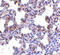 Presenilin Enhancer, Gamma-Secretase Subunit antibody, ADI-905-736-100, Enzo Life Sciences, Immunohistochemistry paraffin image 