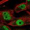 Spermatogenesis-associated protein 4 antibody, NBP1-80731, Novus Biologicals, Immunocytochemistry image 
