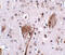 SPG11 Vesicle Trafficking Associated, Spatacsin antibody, 5015, ProSci, Immunohistochemistry frozen image 