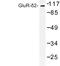 Glutamate Ionotropic Receptor Delta Type Subunit 2 antibody, LS-C177347, Lifespan Biosciences, Western Blot image 