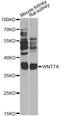 Wnt Family Member 7A antibody, LS-C749204, Lifespan Biosciences, Western Blot image 