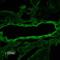 Sodium Channel Epithelial 1 Gamma Subunit antibody, SPC-405D-BI, StressMarq, Immunohistochemistry paraffin image 