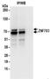 Zinc Finger Protein 703 antibody, NBP2-32138, Novus Biologicals, Immunoprecipitation image 