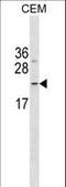 Fibronectin Type III Domain Containing 4 antibody, LS-C159667, Lifespan Biosciences, Western Blot image 