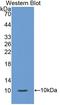 S100 Calcium Binding Protein A12 antibody, LS-C302766, Lifespan Biosciences, Western Blot image 
