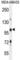 Tripartite Motif Containing 33 antibody, abx026583, Abbexa, Western Blot image 