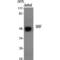 Serum Response Factor antibody, LS-C386184, Lifespan Biosciences, Western Blot image 
