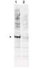 Cell Division Cycle 16 antibody, orb86579, Biorbyt, Western Blot image 