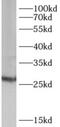 Adenylate Kinase 3 antibody, FNab00246, FineTest, Western Blot image 