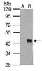 Wnt Family Member 4 antibody, GTX101085, GeneTex, Western Blot image 