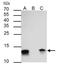 Galectin 1 antibody, NBP2-16581, Novus Biologicals, Immunoprecipitation image 