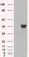 Coronin 1A antibody, 45-421, ProSci, Enzyme Linked Immunosorbent Assay image 