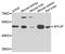 Myosin Regulatory Light Chain Interacting Protein antibody, abx005999, Abbexa, Western Blot image 