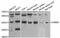 CAMP Responsive Element Binding Protein 1 antibody, LS-C746815, Lifespan Biosciences, Western Blot image 