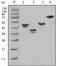 Glutathione-S-Transferase Tag antibody, NB100-2196, Novus Biologicals, Western Blot image 