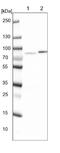 Kelch Domain Containing 4 antibody, NBP1-85129, Novus Biologicals, Western Blot image 