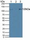 Helicase Like Transcription Factor antibody, LS-C374526, Lifespan Biosciences, Western Blot image 