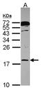 RNA Polymerase II Subunit H antibody, LS-C186382, Lifespan Biosciences, Western Blot image 