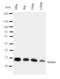 Eotaxin-1 antibody, LS-C312689, Lifespan Biosciences, Western Blot image 