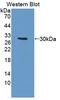 Protein Kinase, DNA-Activated, Catalytic Subunit antibody, LS-C373740, Lifespan Biosciences, Western Blot image 