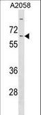 Kelch Like Family Member 14 antibody, LS-C160012, Lifespan Biosciences, Western Blot image 